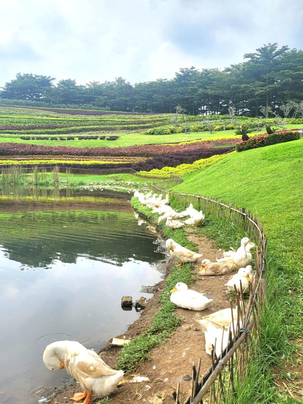 Villa Vimala Hills Semeru Μπογκόρ Εξωτερικό φωτογραφία
